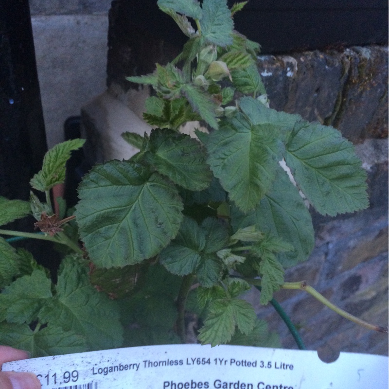 Loganberry in the GardenTags plant encyclopedia