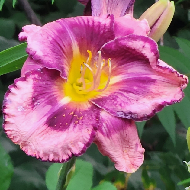 Daylily Storm Shelter in the GardenTags plant encyclopedia