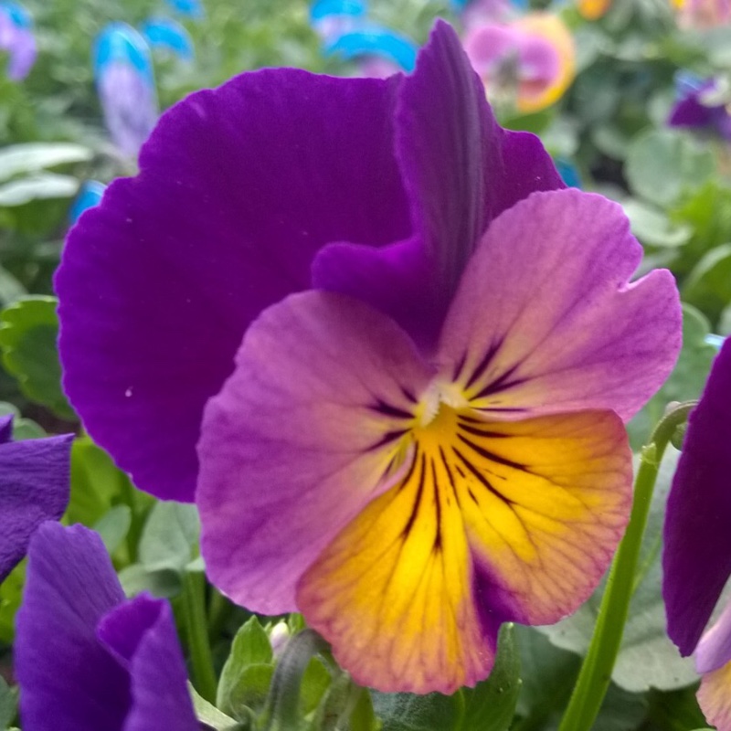 Horned Pansy Celestial™ Northern Lights in the GardenTags plant encyclopedia