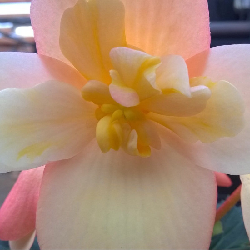 Trailing begonia Fragrant Falls Peach in the GardenTags plant encyclopedia