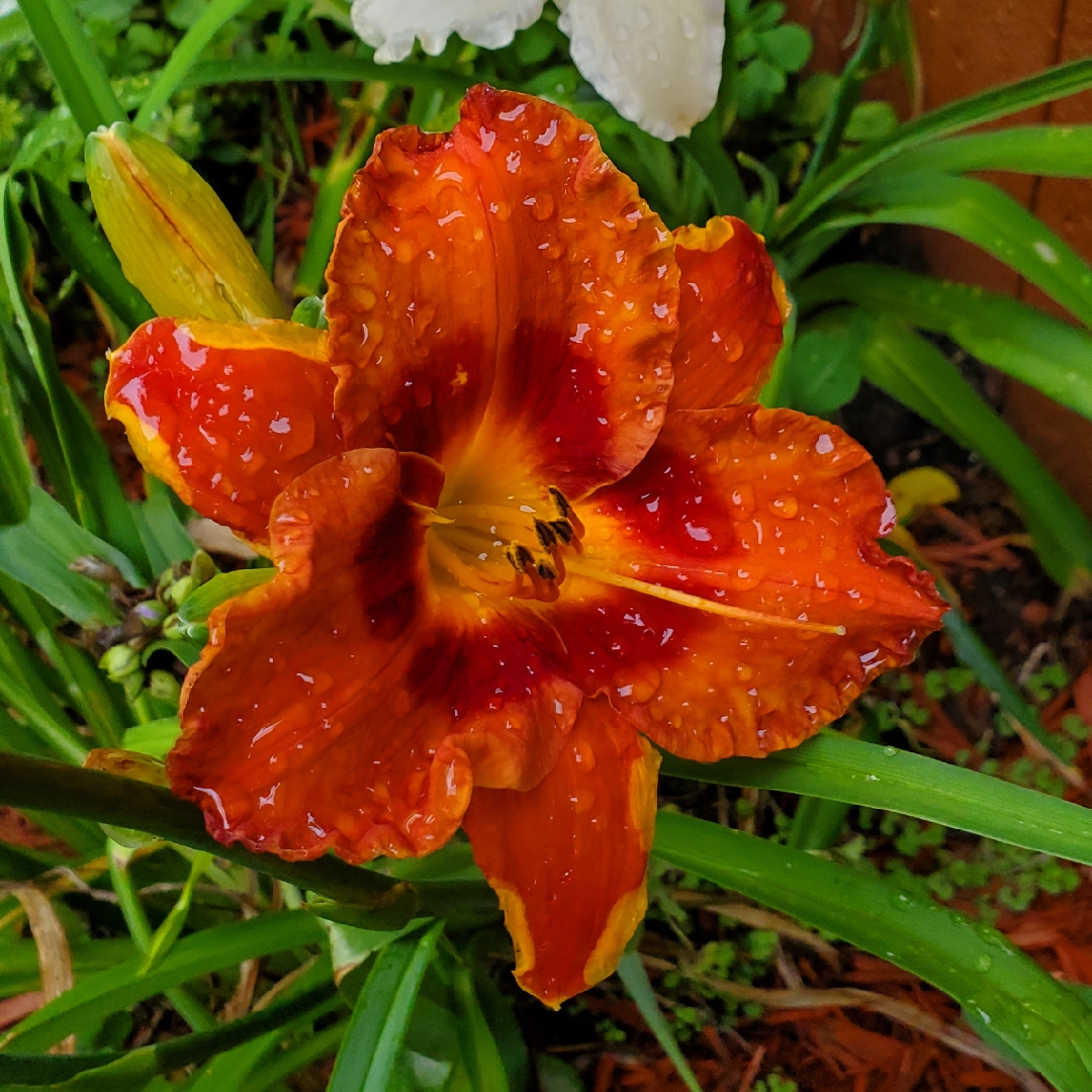 Daylily Mighty Chestnut in the GardenTags plant encyclopedia