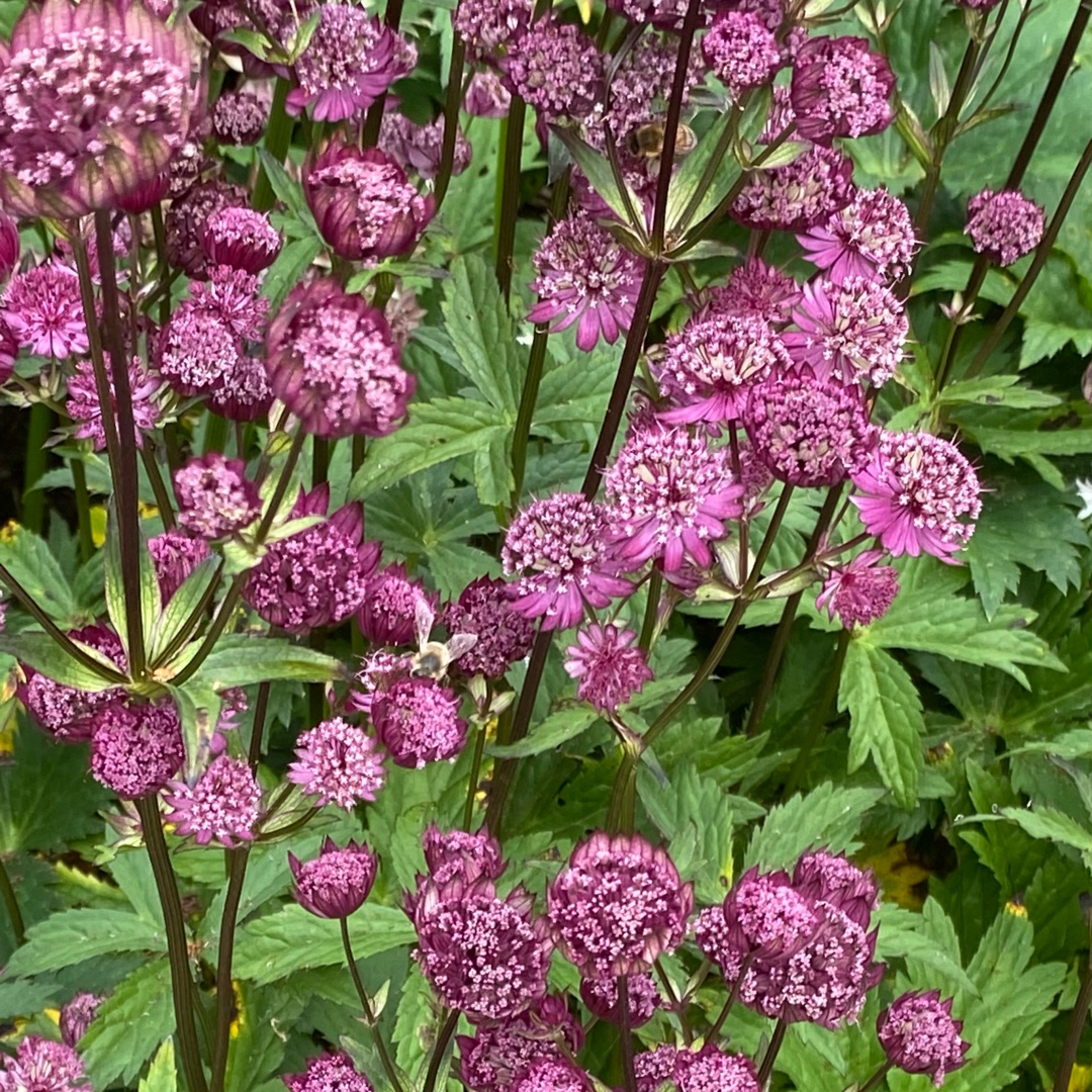 Masterwort Star Of Treasure in the GardenTags plant encyclopedia