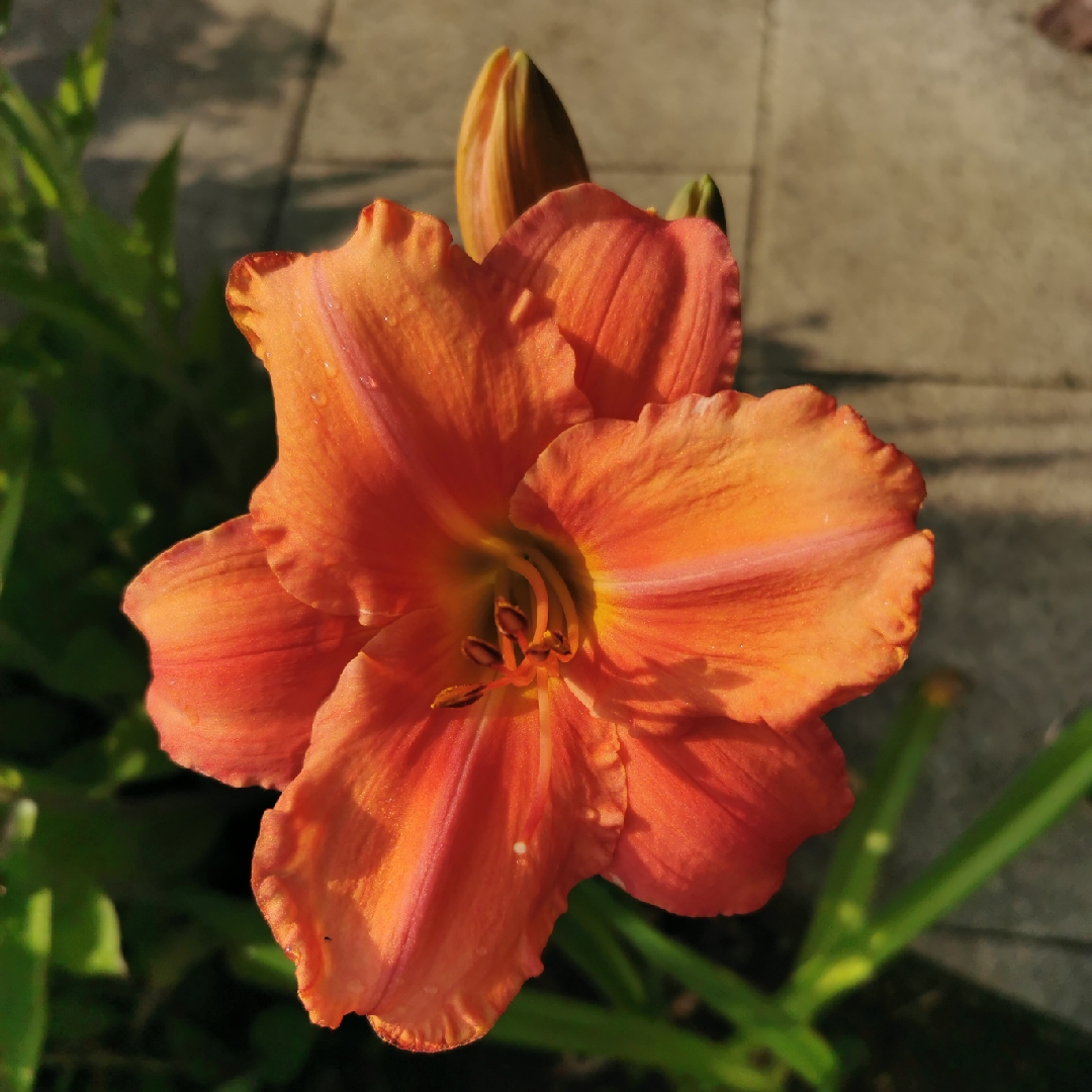 Daylily Tigger in the GardenTags plant encyclopedia