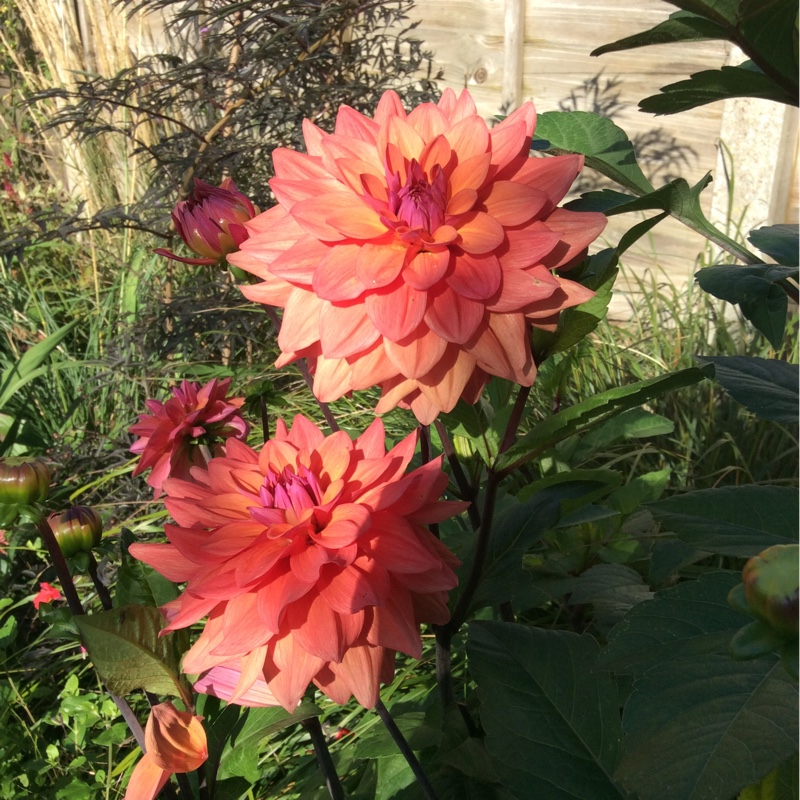 Border Dahlia in the GardenTags plant encyclopedia