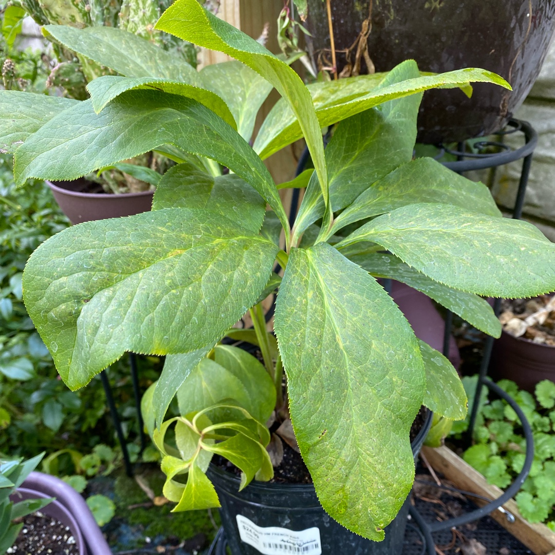 Hellebore French Kiss in the GardenTags plant encyclopedia