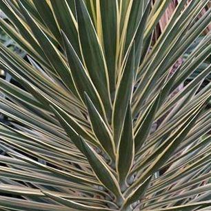 Variegated Giant Yucca in the GardenTags plant encyclopedia