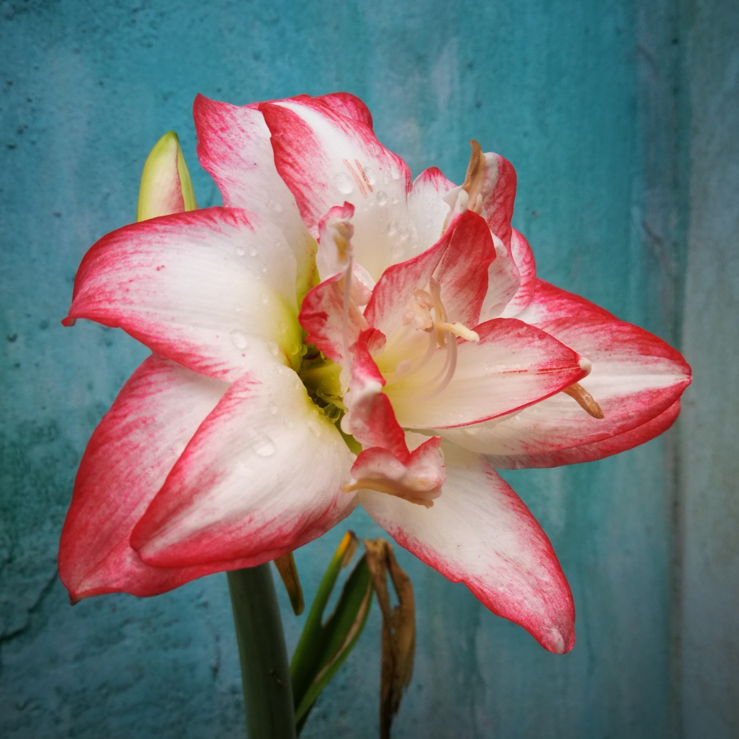 Hippeastrum Blossom Peacock in the GardenTags plant encyclopedia