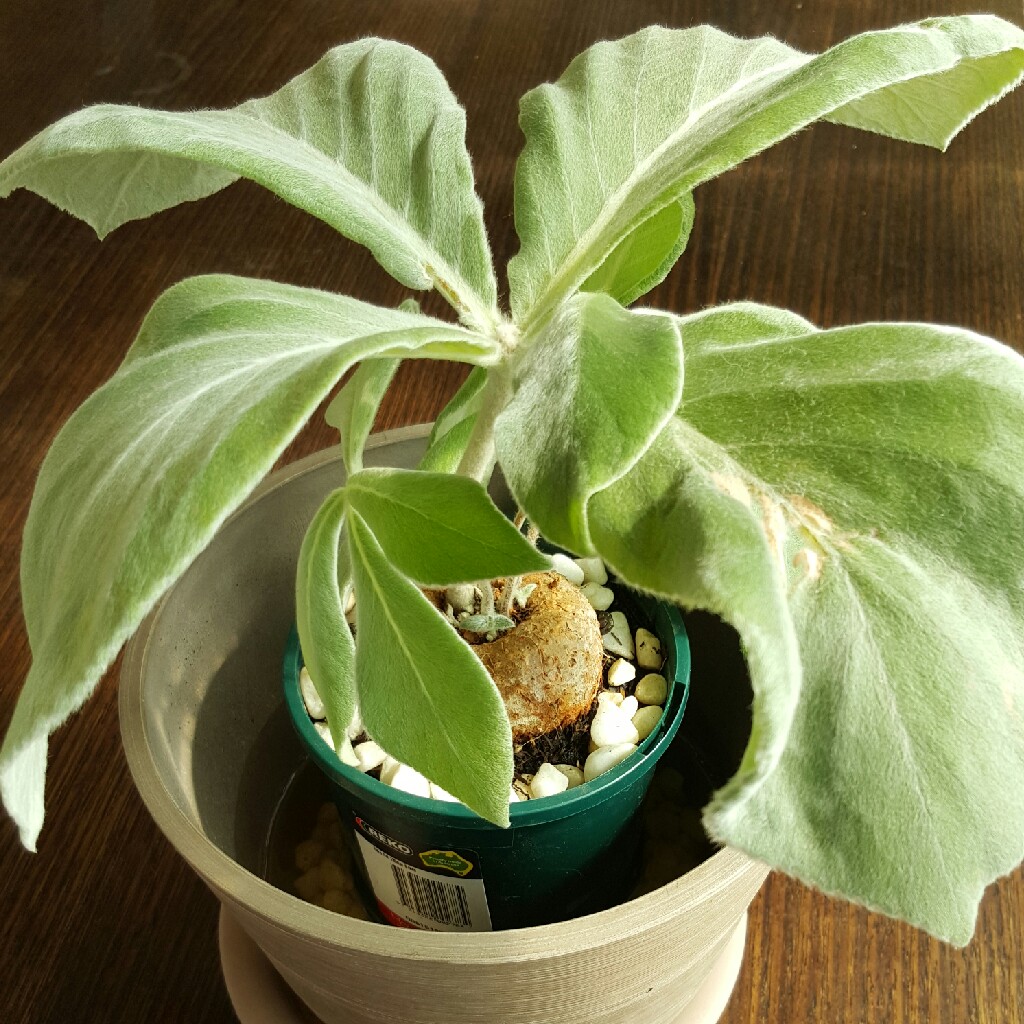 Brazilian Edelweiss in the GardenTags plant encyclopedia