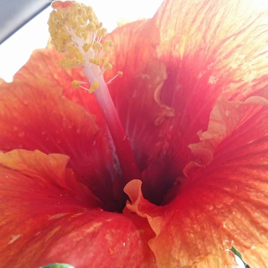 Hibiscus Bimbo in the GardenTags plant encyclopedia