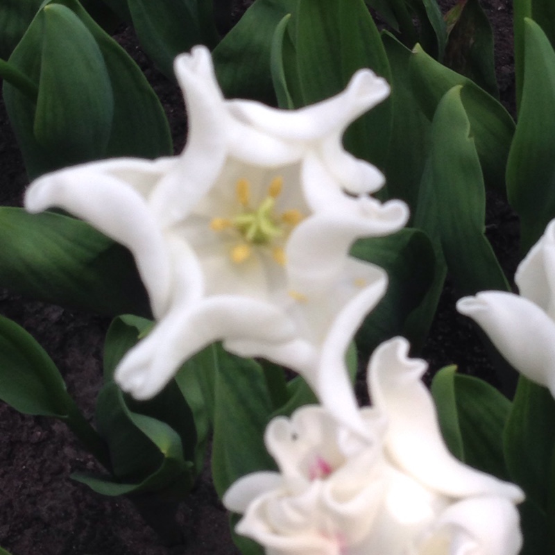 Tulip White Liberstar (Triumph) in the GardenTags plant encyclopedia