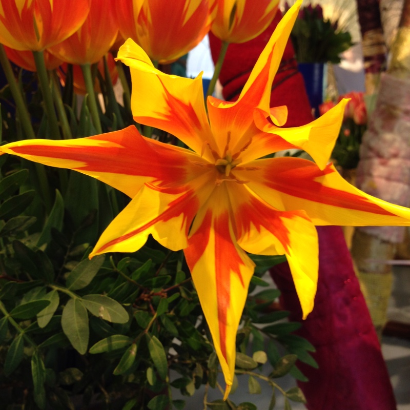 Tulip Fire Wings (Lily-flowered) in the GardenTags plant encyclopedia