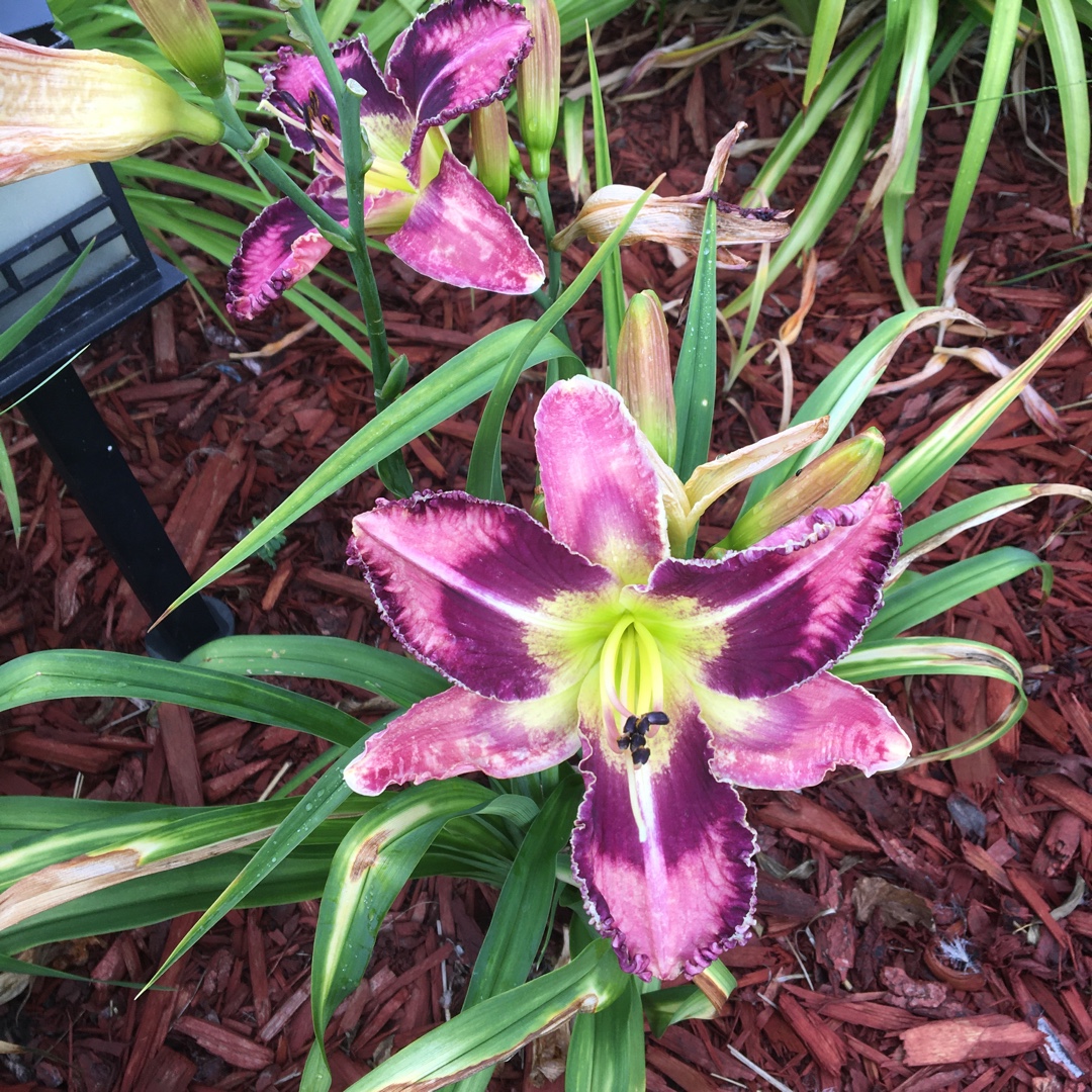 Daylily Spacecoast Behavior Pattern in the GardenTags plant encyclopedia