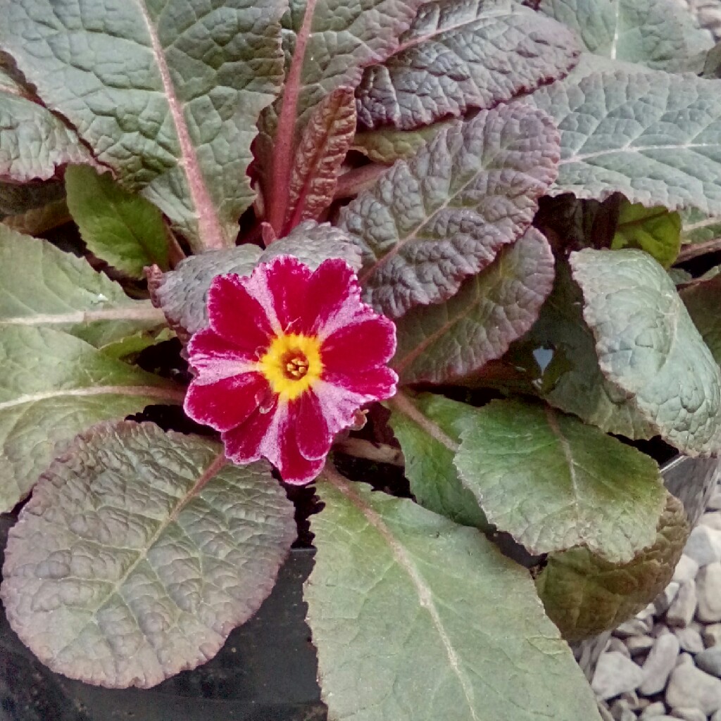 Primrose Julius Caesar in the GardenTags plant encyclopedia