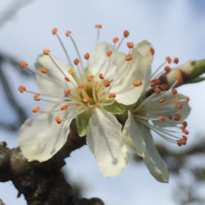 Greengage in the GardenTags plant encyclopedia