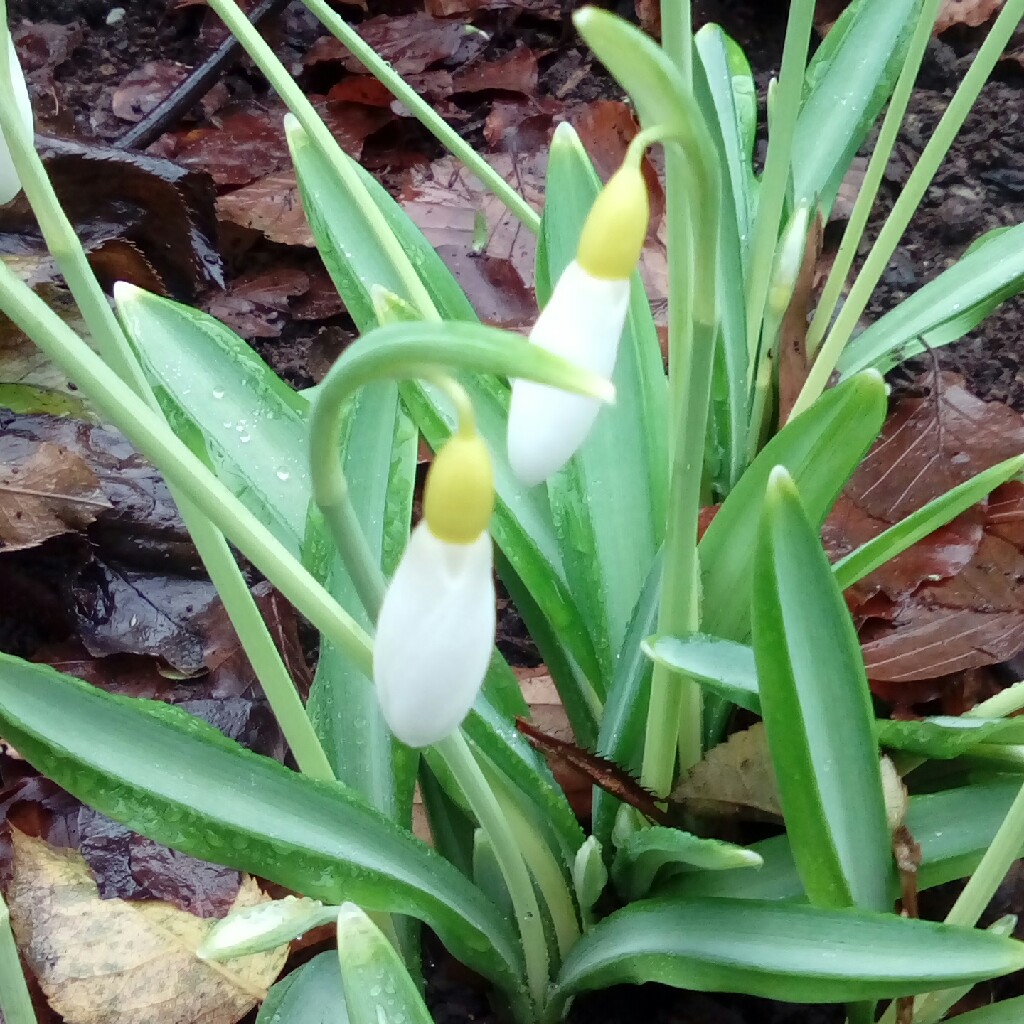 Snowdrop Wendys Gold in the GardenTags plant encyclopedia