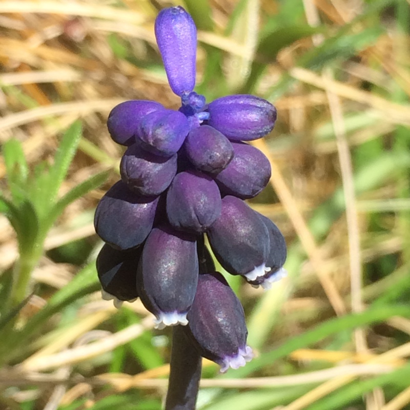 Grape Hyacinth (Species) Wild Grape Hyacinth in the GardenTags plant encyclopedia