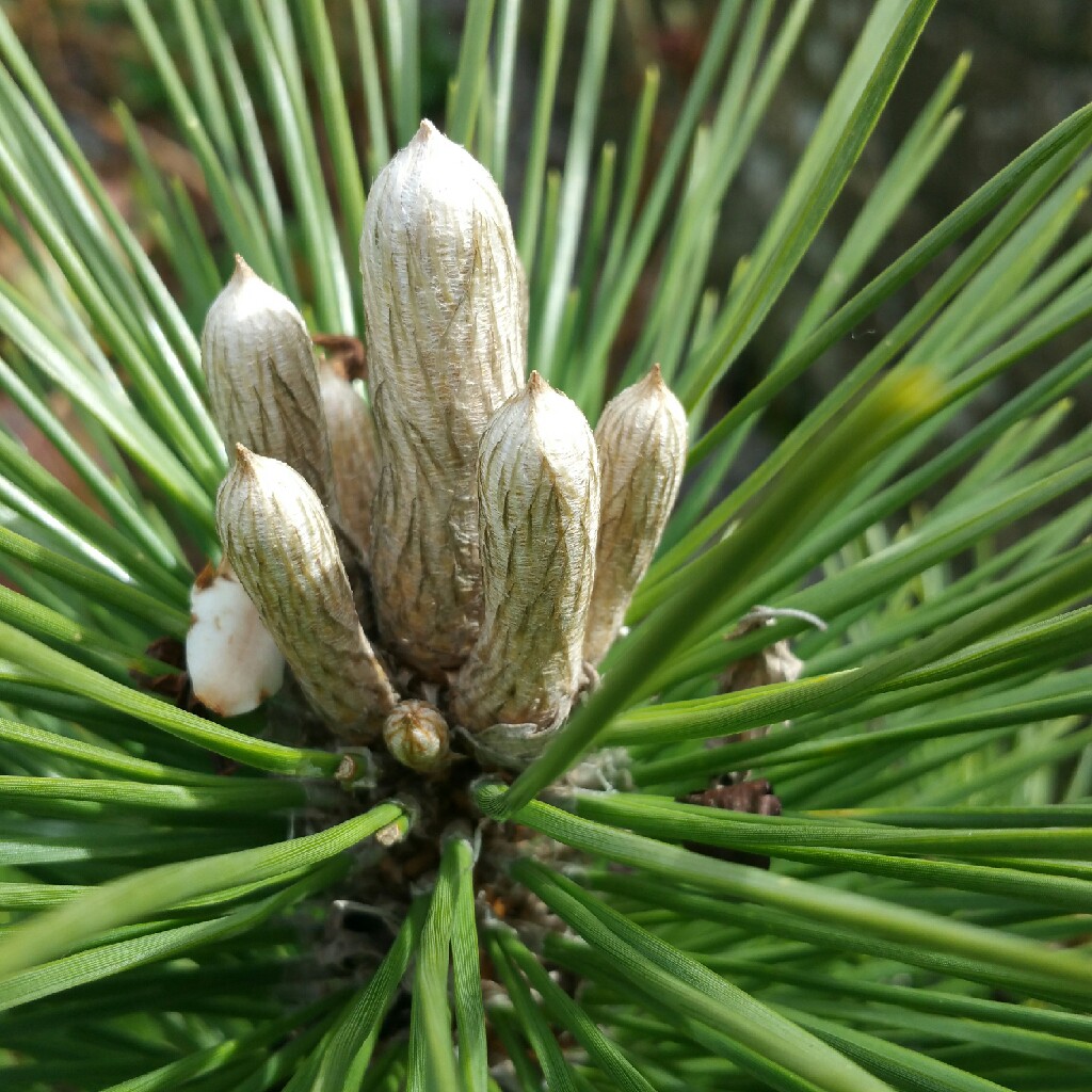 Japanese Red Pine Low Glow in the GardenTags plant encyclopedia