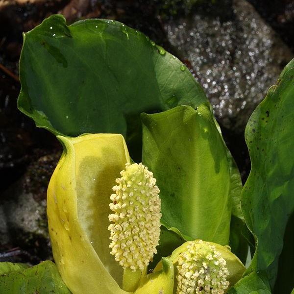 American skunk cabbage in the GardenTags plant encyclopedia