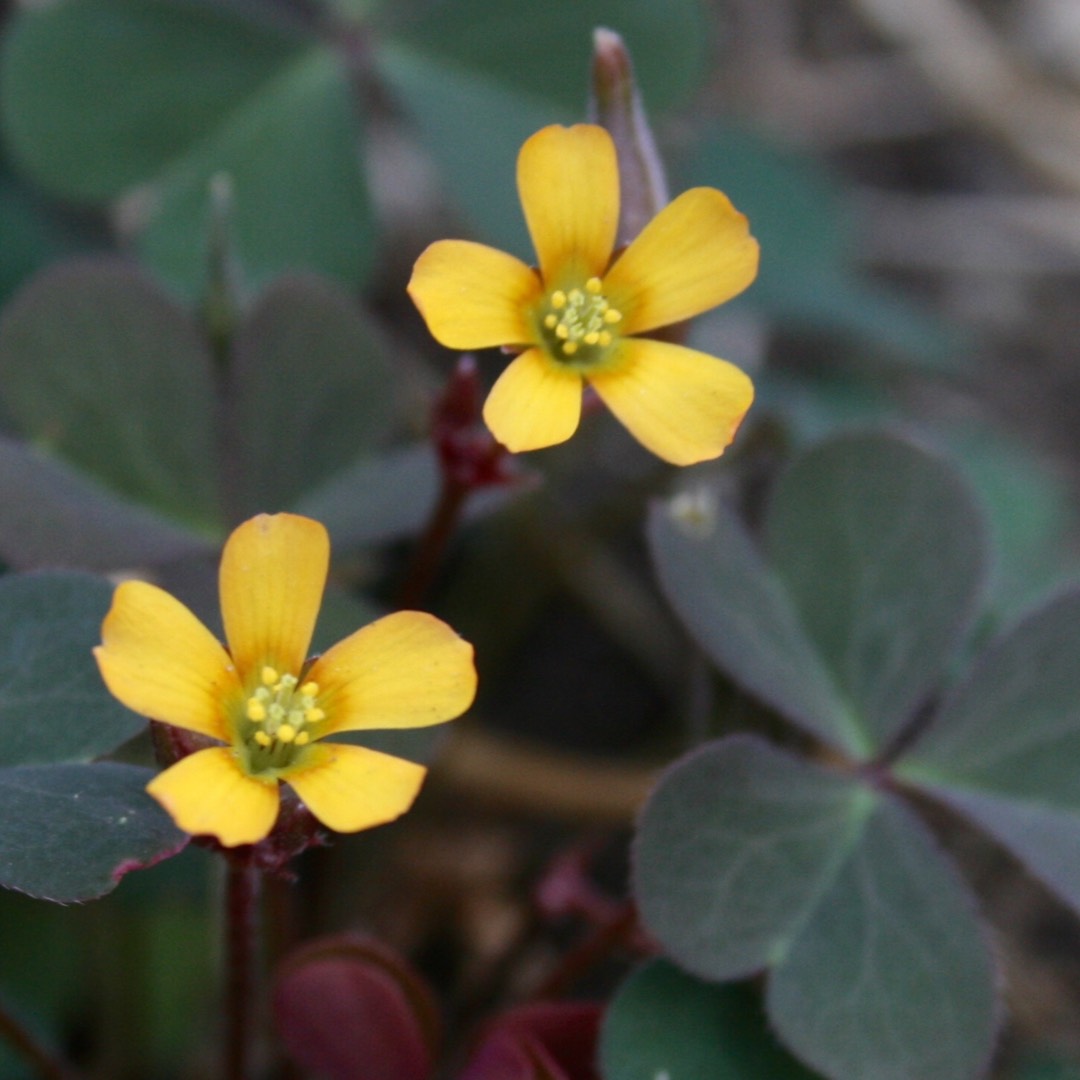 Creeping Wood Sorrel in the GardenTags plant encyclopedia