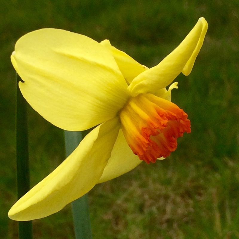 Daffodil Baths Flame (Small-cupped) in the GardenTags plant encyclopedia