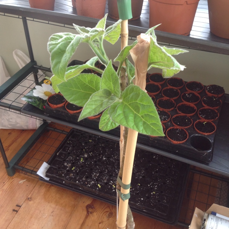 Foxglove Tree in the GardenTags plant encyclopedia