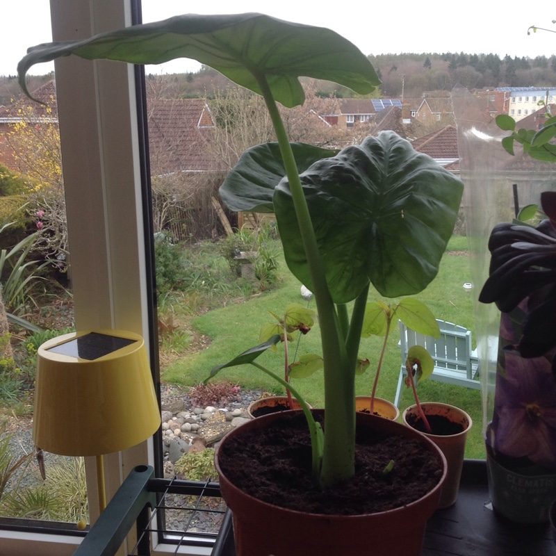 Elephant Ear (Alocasia) in the GardenTags plant encyclopedia