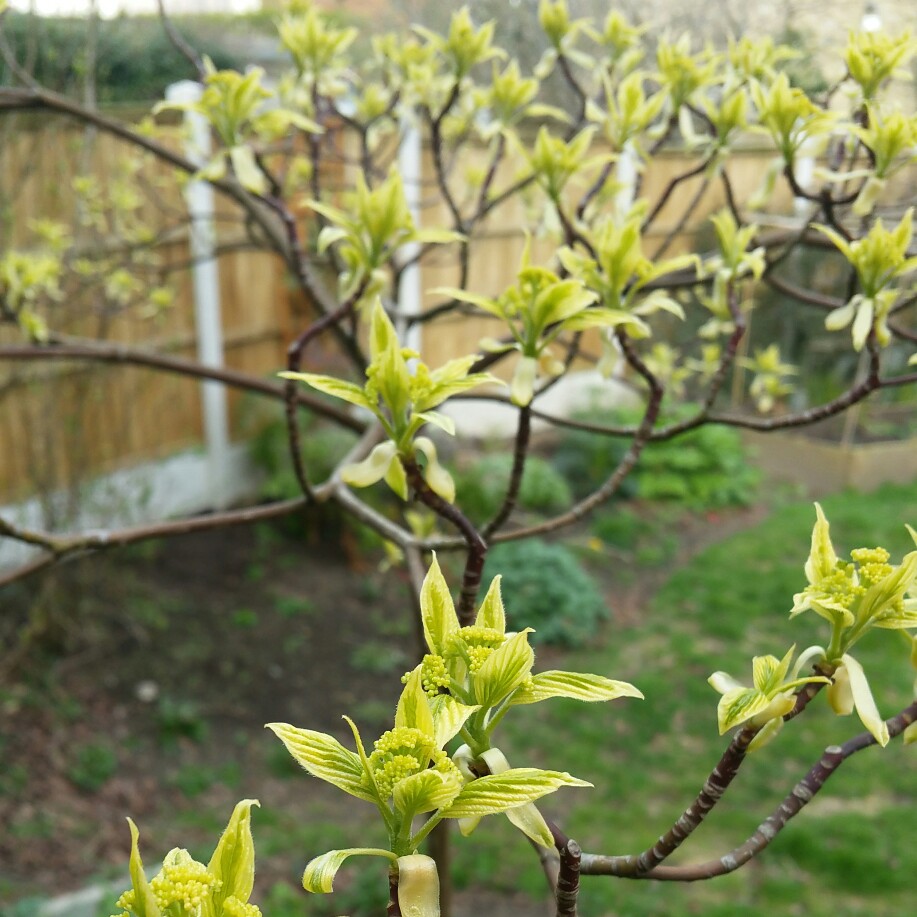 Wedding Cake Tree in the GardenTags plant encyclopedia