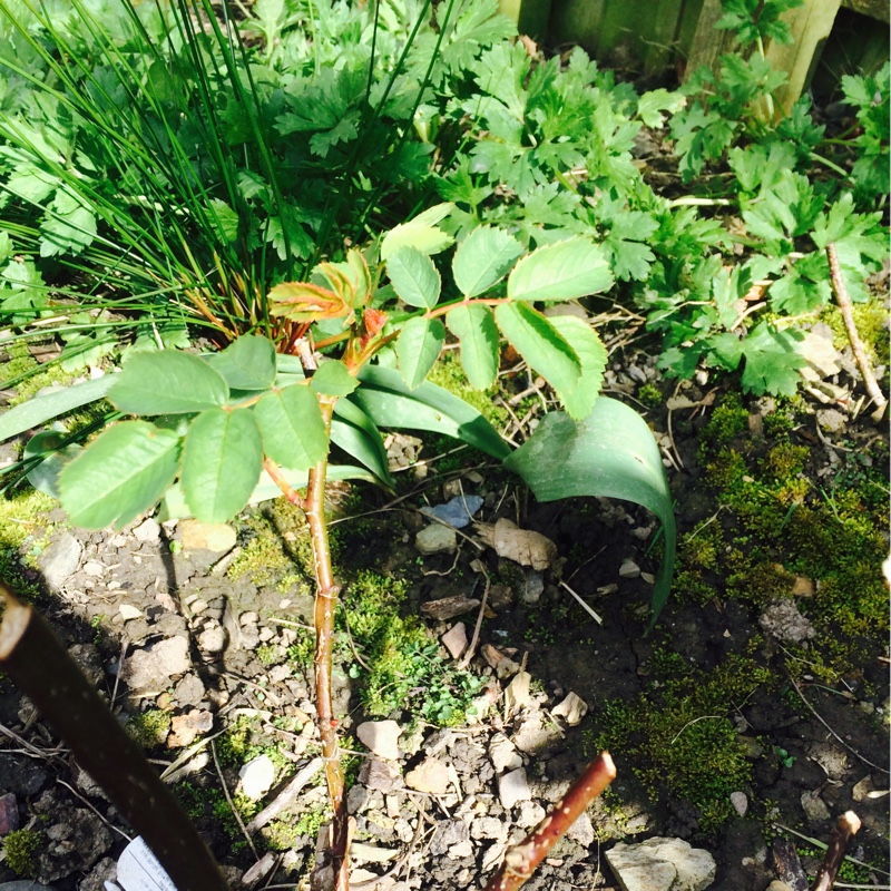 Rose Rosemoor in the GardenTags plant encyclopedia