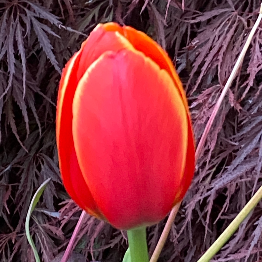 Tulip Ad Rem (Darwin Hybrid) in the GardenTags plant encyclopedia