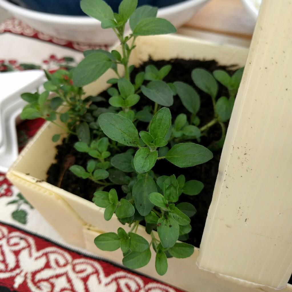 Compact Marjoram in the GardenTags plant encyclopedia