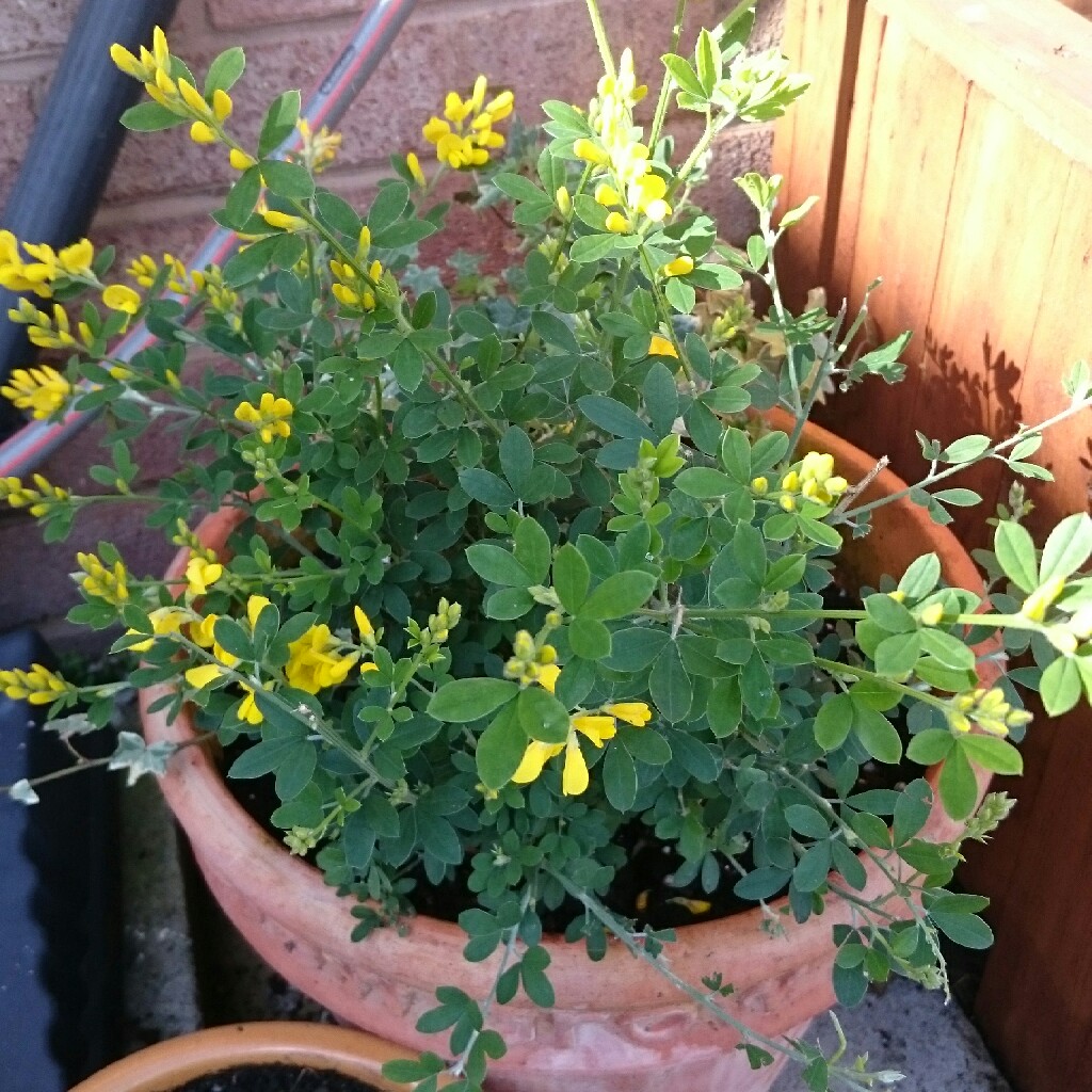 Broom Porlock in the GardenTags plant encyclopedia