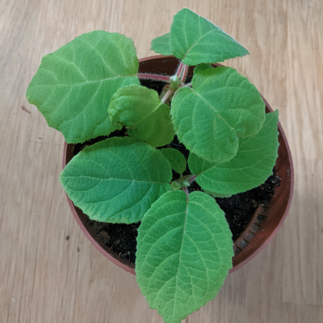 Golden Kiwi in the GardenTags plant encyclopedia