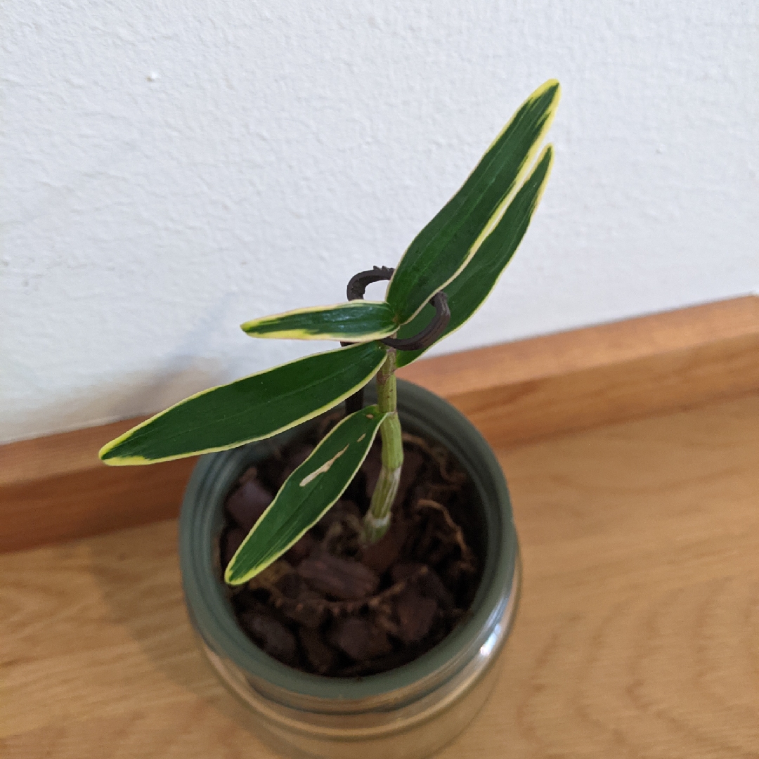 Single Leafed Dendrobium in the GardenTags plant encyclopedia