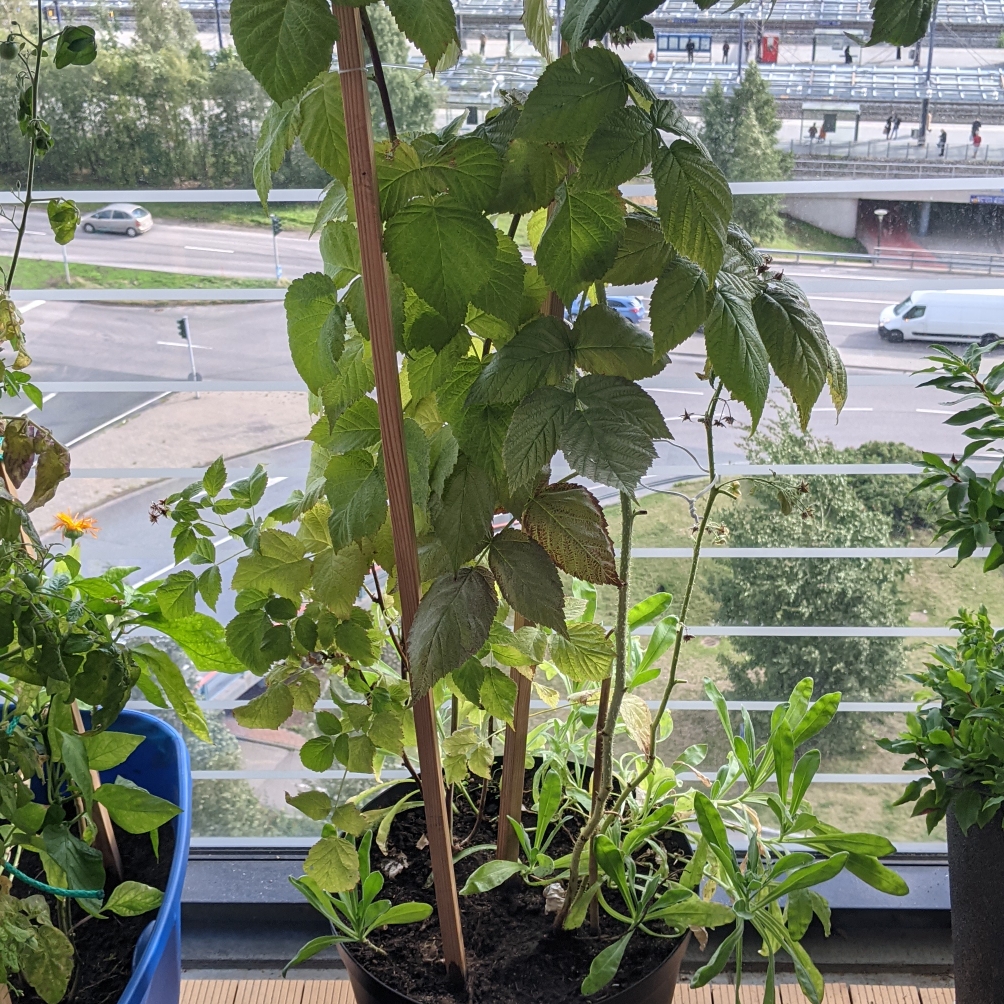 Purple Raspberry  in the GardenTags plant encyclopedia