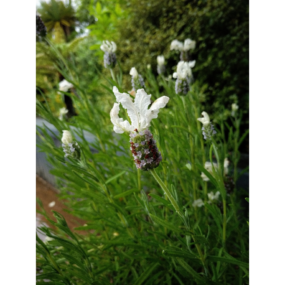 Butterfly Lavender  in the GardenTags plant encyclopedia