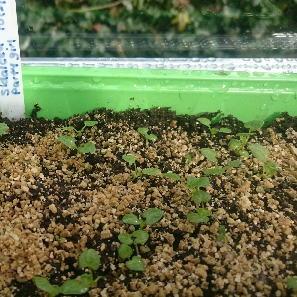 Prairie Mallow Party Girl in the GardenTags plant encyclopedia