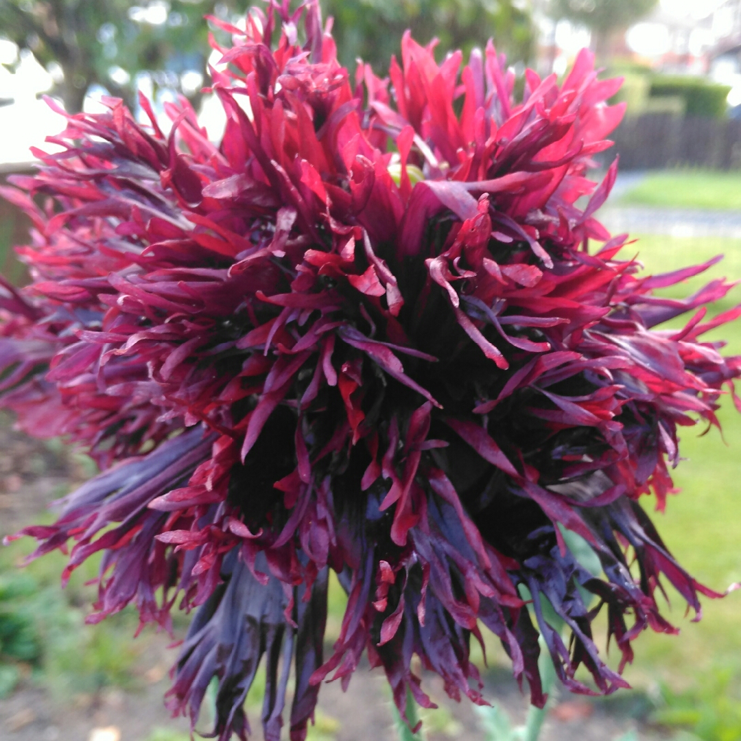 Opium Poppy Blackcurrant Fizz in the GardenTags plant encyclopedia