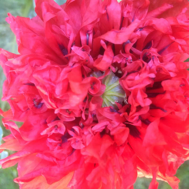 Opium Poppy Double Lilac in the GardenTags plant encyclopedia