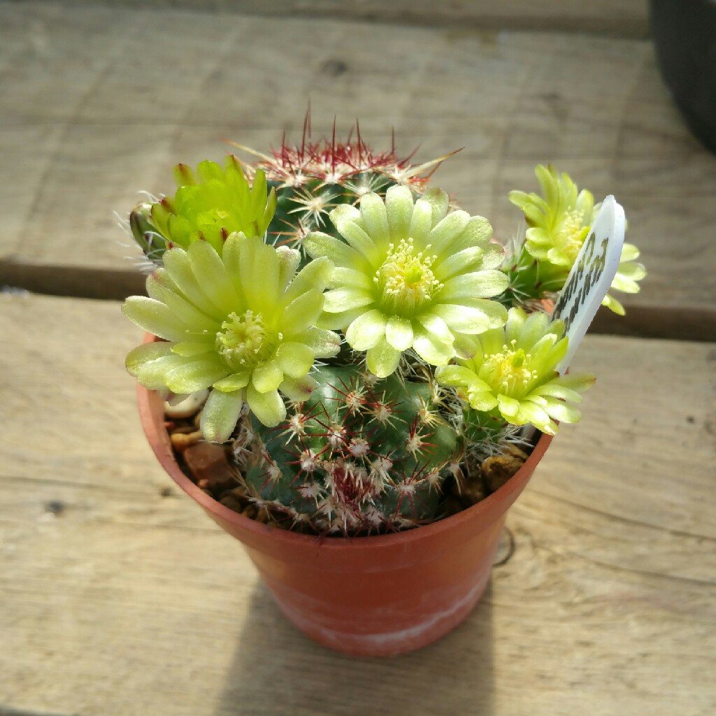 Nylon hedgehog cactus, Echinocereus davisii in the GardenTags plant encyclopedia