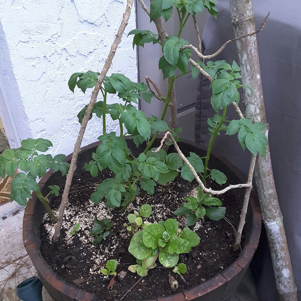 Potato Yukon Gold in the GardenTags plant encyclopedia