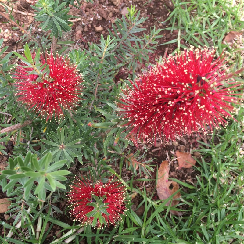 Scarlet kunzea in the GardenTags plant encyclopedia