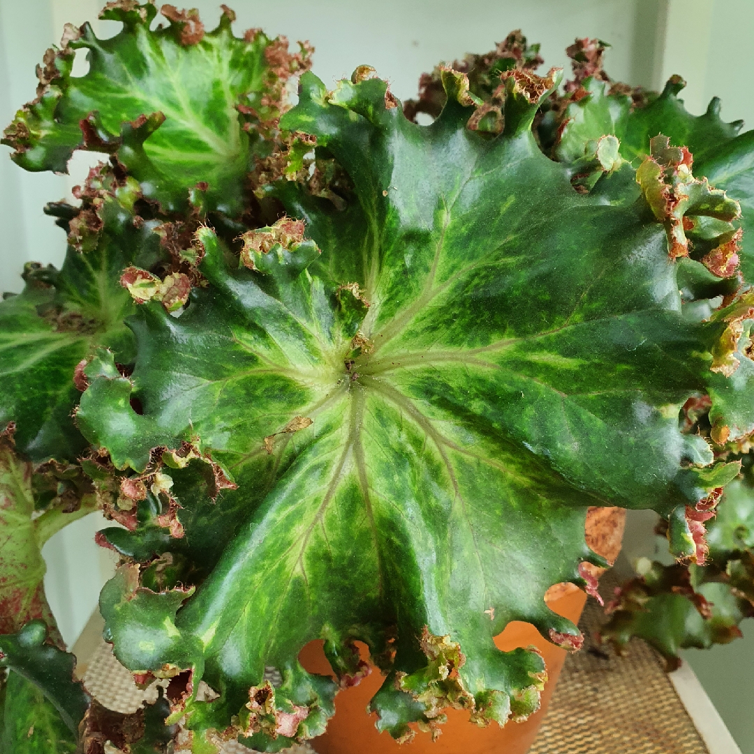 Lettuce Leaf Begonia in the GardenTags plant encyclopedia