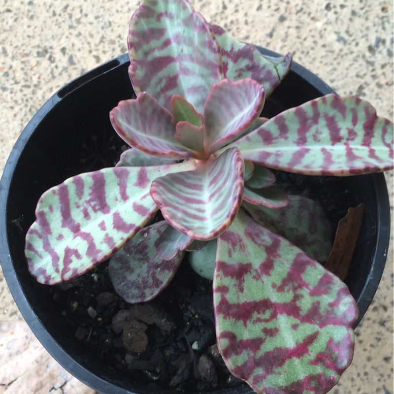 Kalanchoe Gremlin in the GardenTags plant encyclopedia