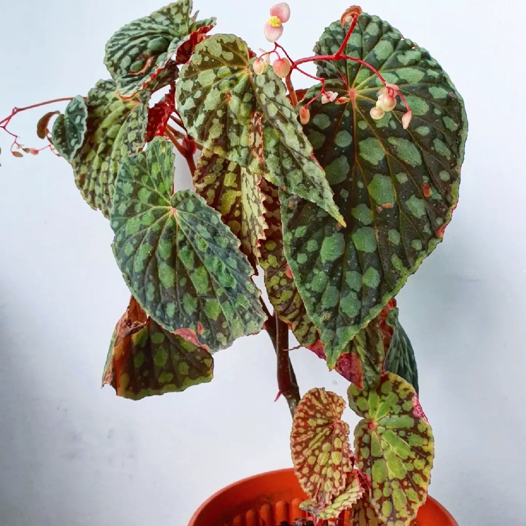 Begonia chlorosticta in the GardenTags plant encyclopedia