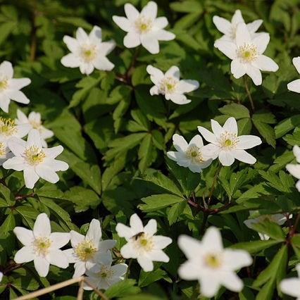 Wood anemone in the GardenTags plant encyclopedia