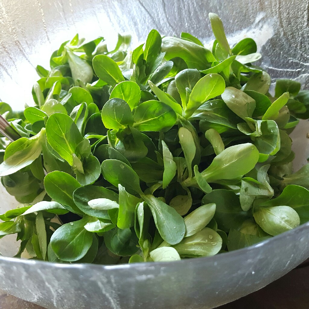 Lambs Lettuce in the GardenTags plant encyclopedia