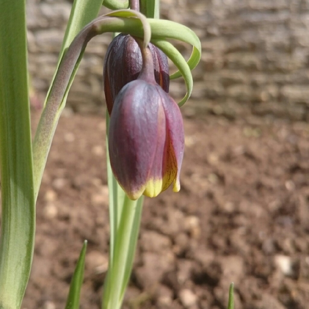 Fox Grape Fritillary in the GardenTags plant encyclopedia