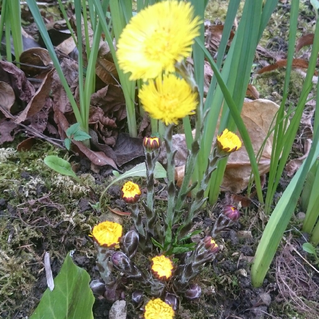 Coltsfoot in the GardenTags plant encyclopedia