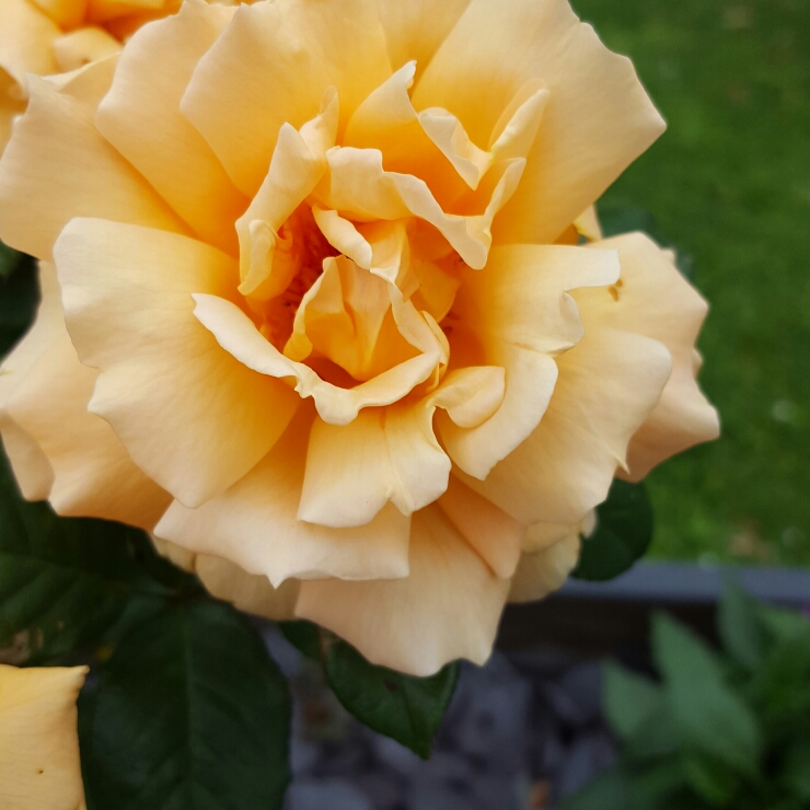 Rose Simply the Best in the GardenTags plant encyclopedia