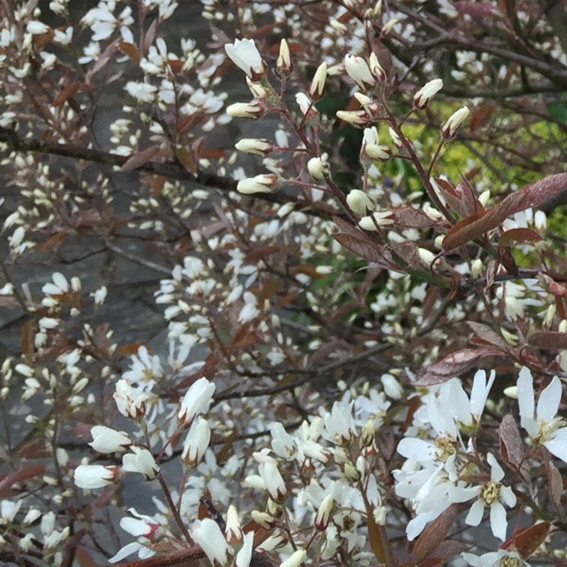 Snowy Mespilus in the GardenTags plant encyclopedia